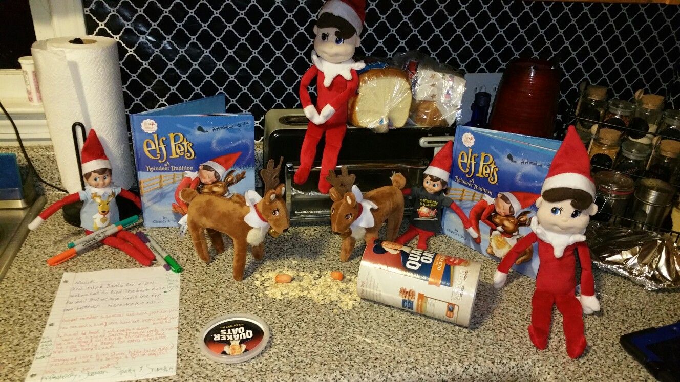 Elf Pets Guide: Everything About Baby Elf Pets and Proper Introduction Methods