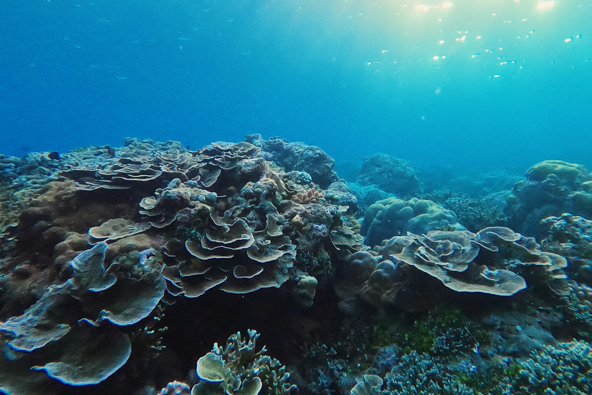 Marine Technology Transforming Coral Reef Restoration: Modern Approaches and How to Get Involved