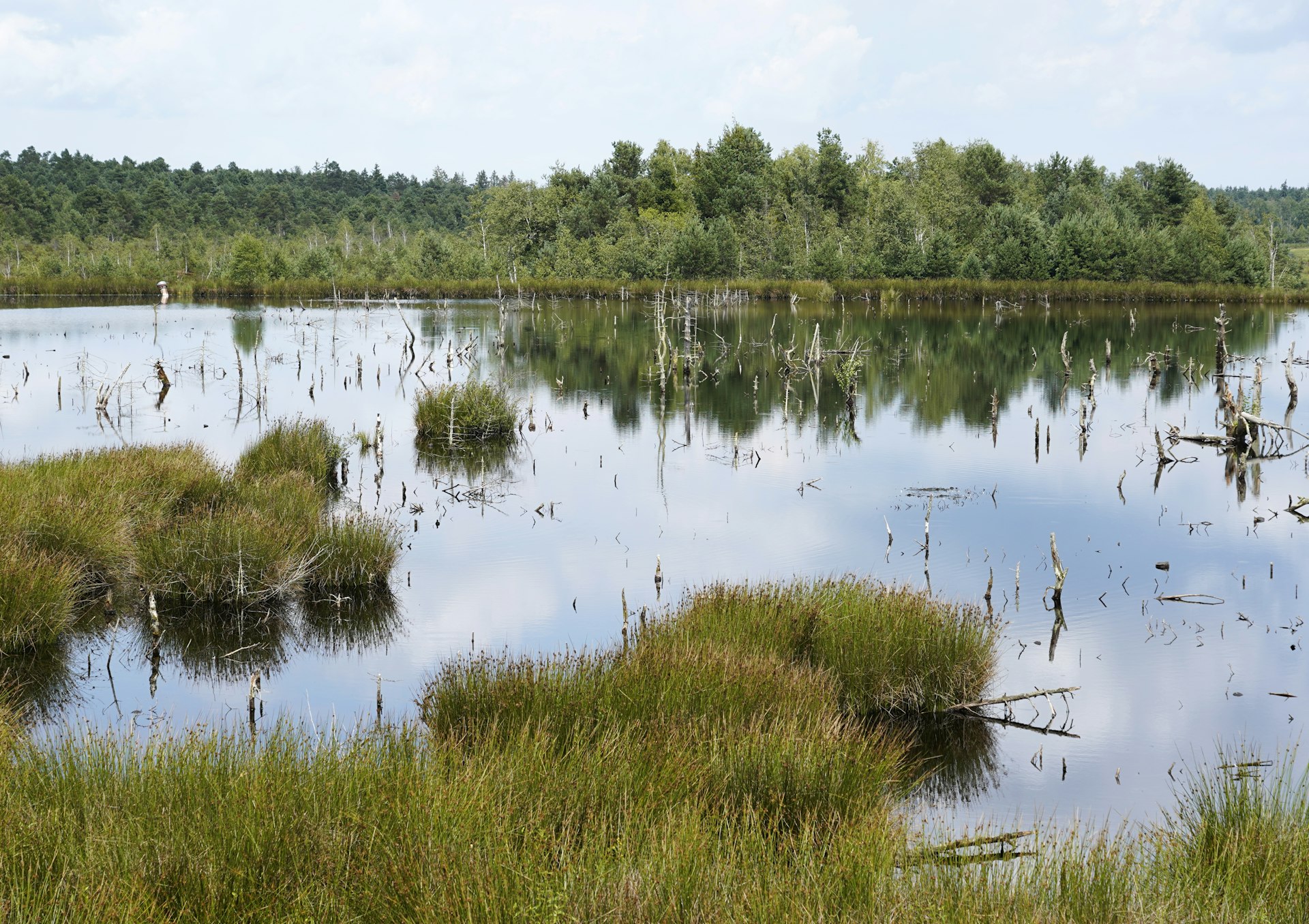 Wetland Restoration: A Natural Solution for Flood Prevention and Community Resilience